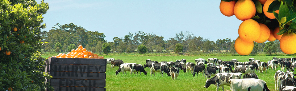 Harvey Fresh Milk Australia